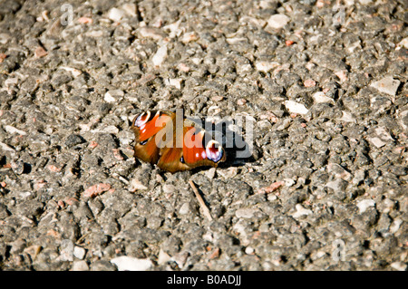 Peacock butterfly (Inachis Io) resting in the sun on asphalt in Gothenburg, Sweden. Stock Photo
