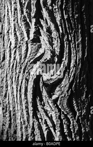 B/W tree bark with twirl Stock Photo
