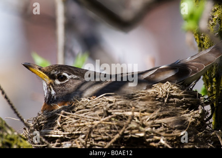 American Robin incubating eggs in nest among tree branches Stock Photo