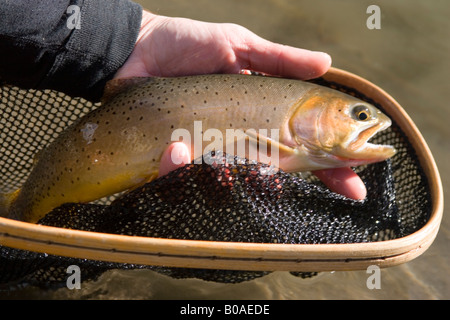 Yellowstone Cutthroat Trout, Yellowstone National Park Stock Photo