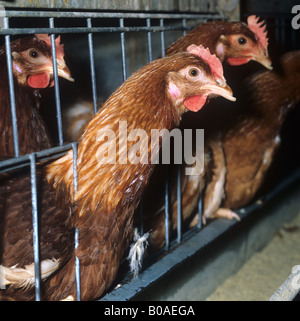 Battery egg laying chicken in a cage Stock Photo