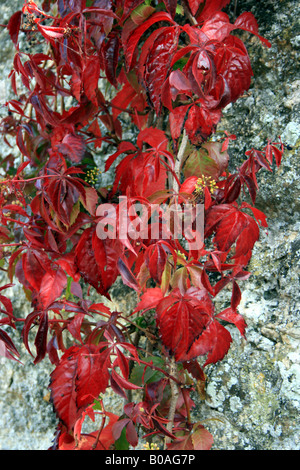 Red leaves in Autumn sunshine Stock Photo