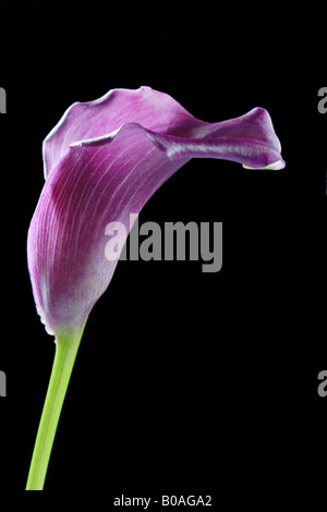 Violet calla Lilly flower Stock Photo