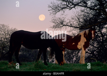 Full moon setting over horses and oak trees in the foothills near Plymouth Amador County California Stock Photo