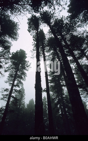 Fog on pinus sylvertris forest, Sierra Gudar, Teruel province, Spain Stock Photo