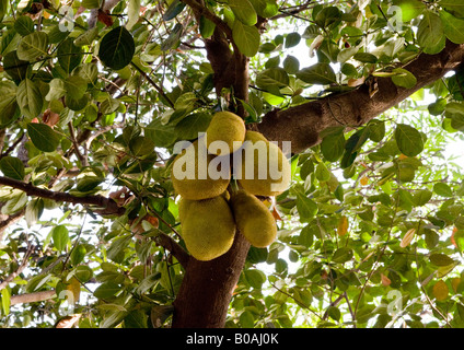 Big jackfruit tree with bunches of young jackfruits and shiny deep green leathery oval leaves on thick sticky branches. Stock Photo