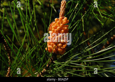 Flowering pine Stock Photo