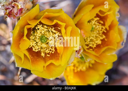 Orange, yellow and red Prickly Pear cactus blossoms Stock Photo