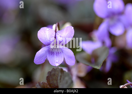 Small violet with rain drops Stock Photo