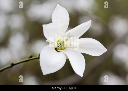 Insect Ephemeroptera on Magnolia Flower Beautiful new life signs in the spring Stock Photo