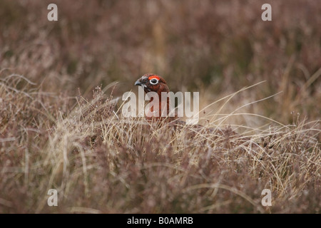 Male Red Grouse Lagopus scoticus Teesdale County Durham Stock Photo