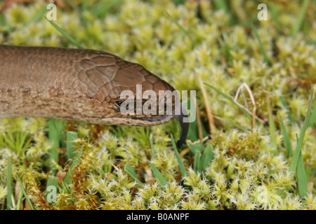 Slow Worm Anguis fragilis Sensing With Tongue Weardale County Durham United Kingdom Stock Photo