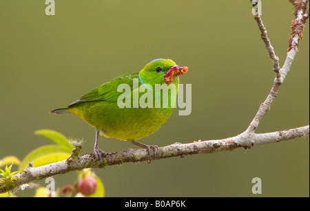 Golden browed Chlorophonia Female Stock Photo