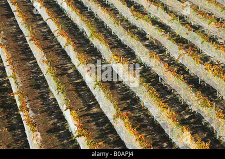 Rows of Pinot Noir Vines in Autumn Domain Road Vineyard Bannockburn Central Otago South Island New Zealand Stock Photo