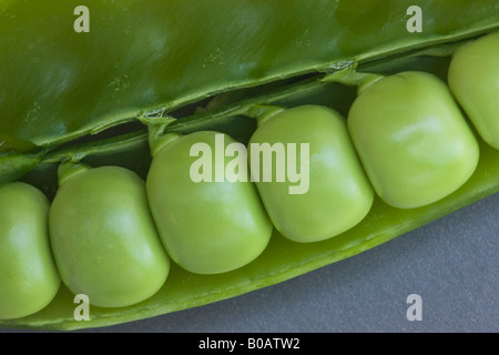 Green Peas in open pod. Stock Photo