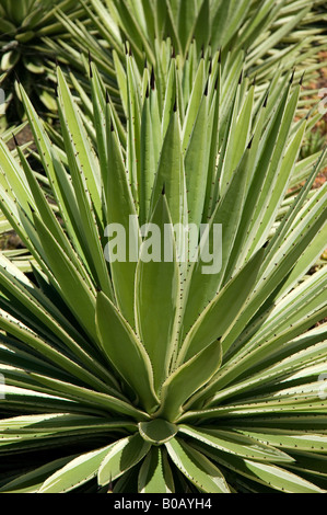 Variegated agave angustifolia plant succulent succulents plants genus agavaceae Madeira Portugal EU Europe Stock Photo