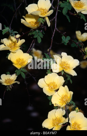 Yellow Roses Stock Photo