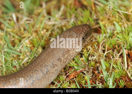 Slow Worm Anguis fragilis in Heathland Habitat Stock Photo