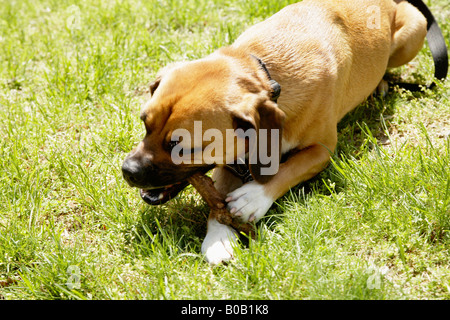 Dog laying on grass chewing stick Stock Photo