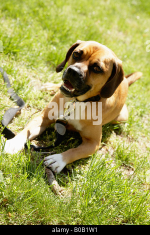 Dog laying on grass Stock Photo