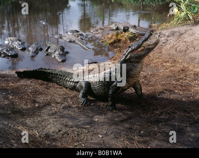 AMERICAN ALLIGATOR ALLIGATOR MISSISSIPPIENSIS GATORLAND ORLANDO FLORIDA Stock Photo