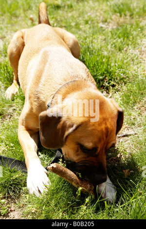 Dog laying on grass chewing stick Stock Photo