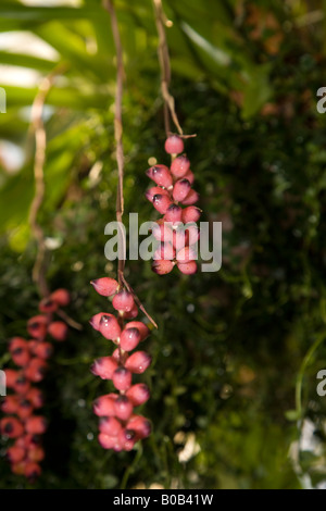 Bromeliad, Aechmea warasii var. intermedia (Aechmea warasii) Stock Photo