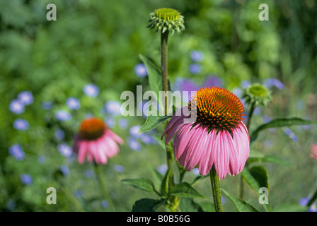 Detail of a Purple Coneflower Echinacea purpurea growing wild in eastern Oklahoma Stock Photo