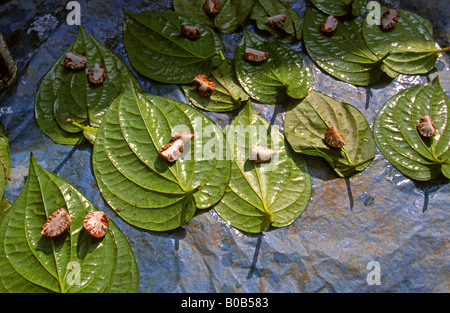 India West Bengal Madarihat weekend market betel nuts on leaves Stock Photo