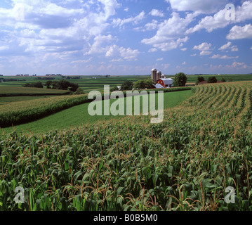 DAIRY FARM WITH CORN IN TASSEL IN FOREGROUND WISCONSIN Stock Photo - Alamy