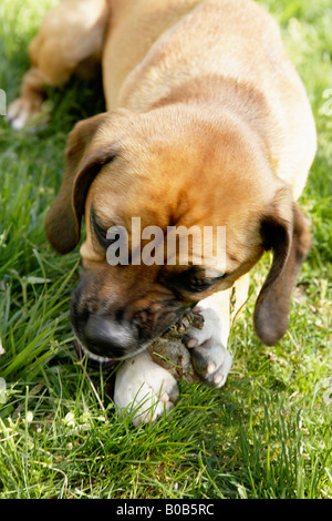 Dog chewing stick Stock Photo