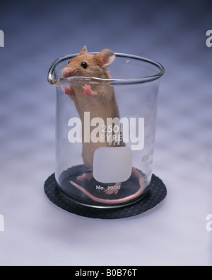 HOUSE MOUSE (MUS MUSCLULUS) IN LAB BEAKER Stock Photo