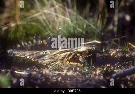 Nightjar sitting on nest – a perfect illustration of camouflage Stock Photo
