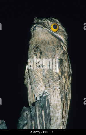 Common Potoo (Nyctibius griseus) nighttime roost, big eyes for nighttime feeding, Belize Stock Photo