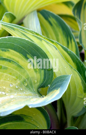 HOSTA JUNE AGM Stock Photo
