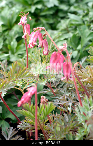 DICENTRA STUART BOOTHMAN AGM Stock Photo