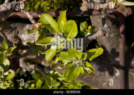 Apple blossom buds verity arthur turner Stock Photo