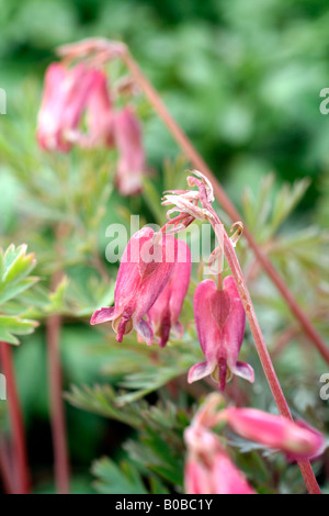 DICENTRA STUART BOOTHMAN AGM Stock Photo