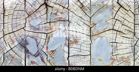 Peeling cracking paint on the end of a piece of wood. Stock Photo