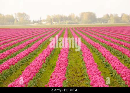 Commercial Tulip farm near La Conner, Washington Stock Photo