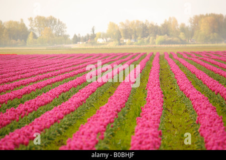 Commercial Tulip farm near La Conner, Washington Stock Photo