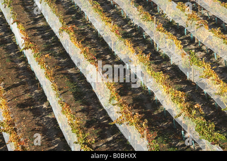 Rows of Pinot Noir Vines in Autumn Domain Road Vineyard Bannockburn Central Otago South Island New Zealand Stock Photo