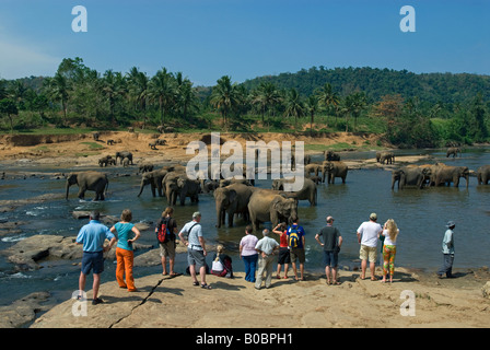 Bathing time at Pinnawela Elephant Orphanage,Pinnawela,Sri Lanka Stock Photo