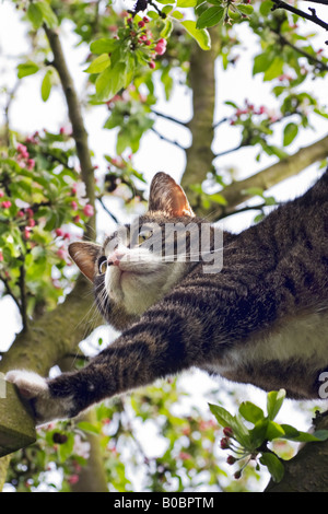 Looking up at a tabby cat in a tree Stock Photo