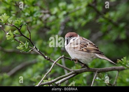 Tree Sparrow Passer montanus perched in hedge looking alert Summer Leys Northampton Stock Photo