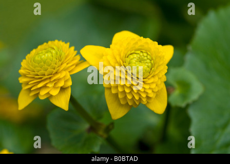 Double Marsh Marigold, Caltha palustris, Flore Plena Stock Photo