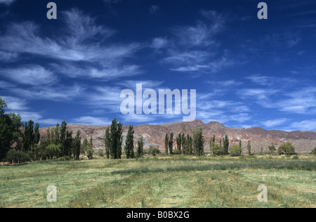 Row of poplar trees and green field contrasting with desert hills in the Andean precordillera, near Barreal, Calingasta Valley, Argentina Stock Photo