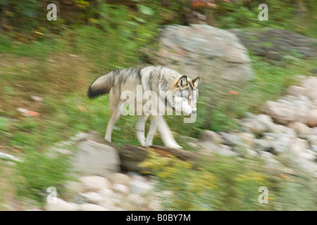 A timber wolf or gray wolf is scene at the International Wolf Center in Ely Minnesota Stock Photo