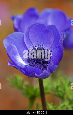 Blue Anemone Flower Stock Photo