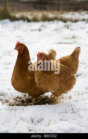 chickens in the snow winter cornwall Stock Photo - Alamy